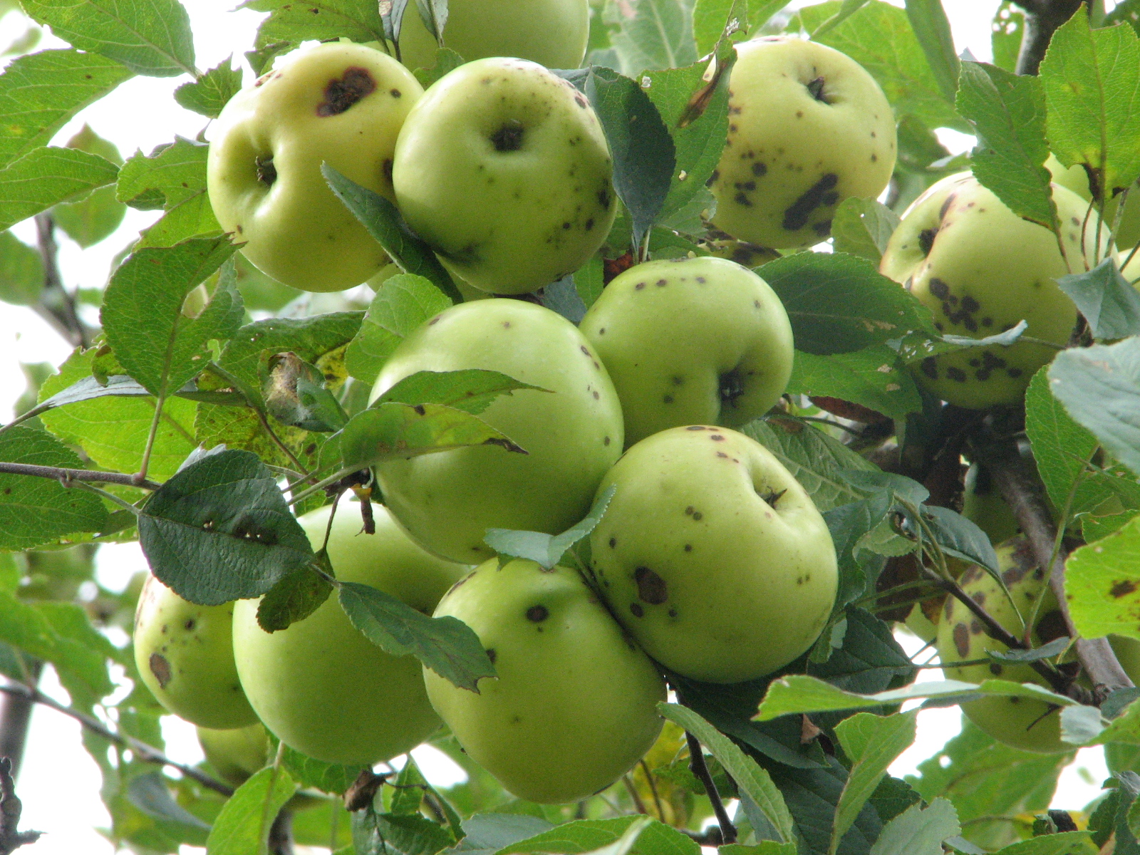 Apples - Griffin Hill