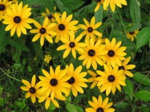 Black-eyed Susan (2) copy