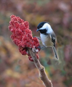 Chickadee (4)