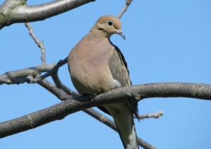 Mourning Dove