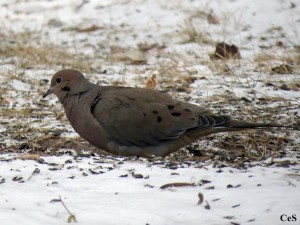 Mourning Dove_feeding birds