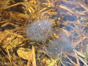 wood frog eggs