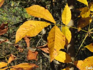 Pignut Hickory_Fall