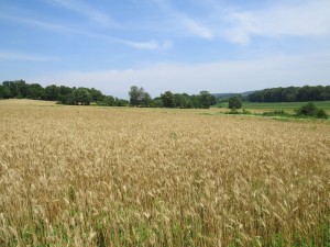 Mexico Road_Wheat Field